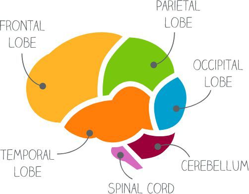 Infographic showing how drugs and alcohol affect the developing brain.